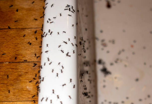 Flea Control Services in Ridge, NY