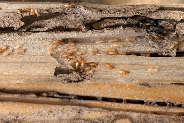 Best Ant Control Services  in Ridge, NY
